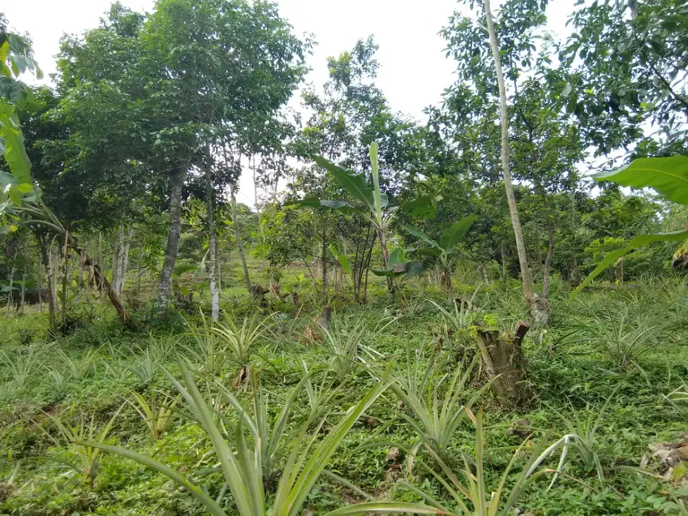 DIJUAL KEBUN SUBUR