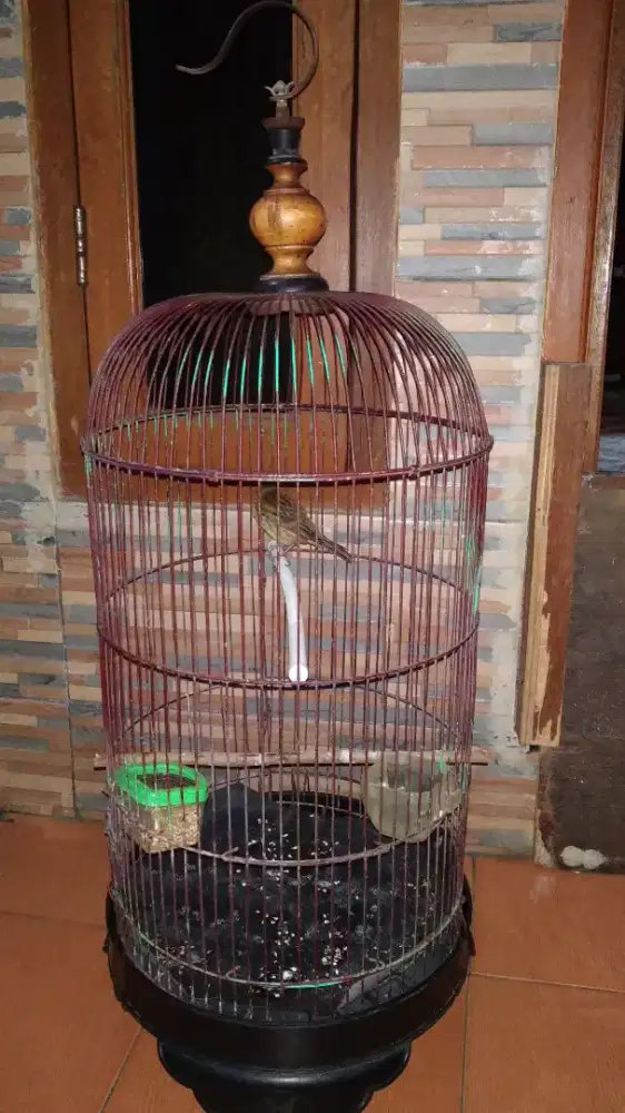 Burung Kenari lokal PAUD Ijo botol sama kandang
