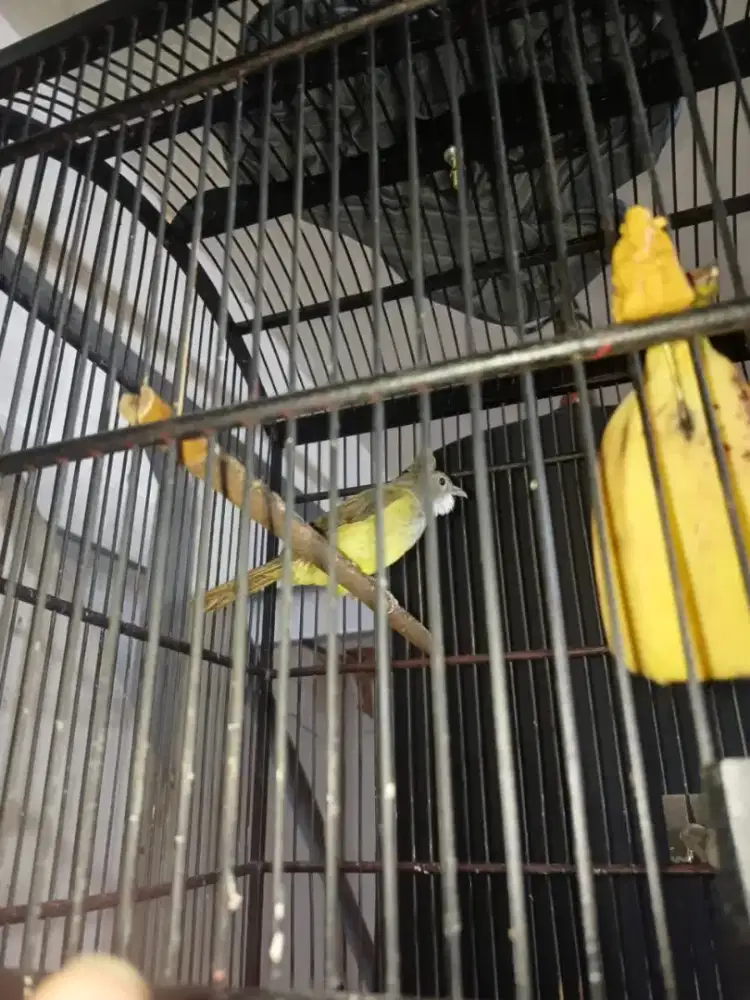 Jenggot jawa fullset