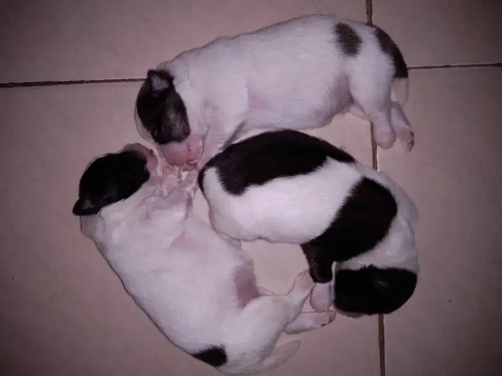 Anak Anjing Minipom mix Anjing lojal