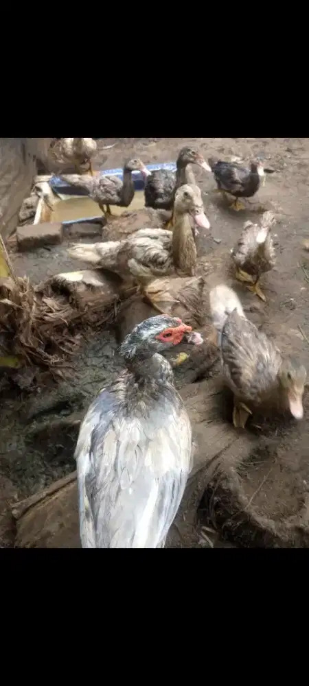 jual Entok super, dewasa dan anakan