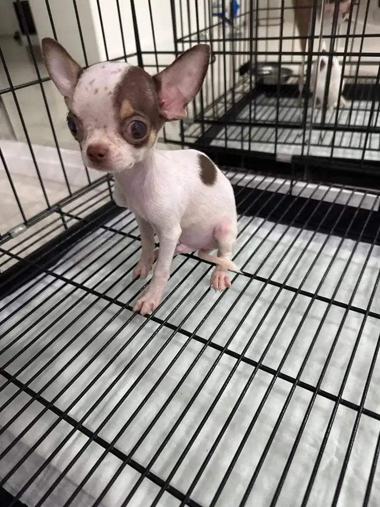 Chihuahua jantan, apple head