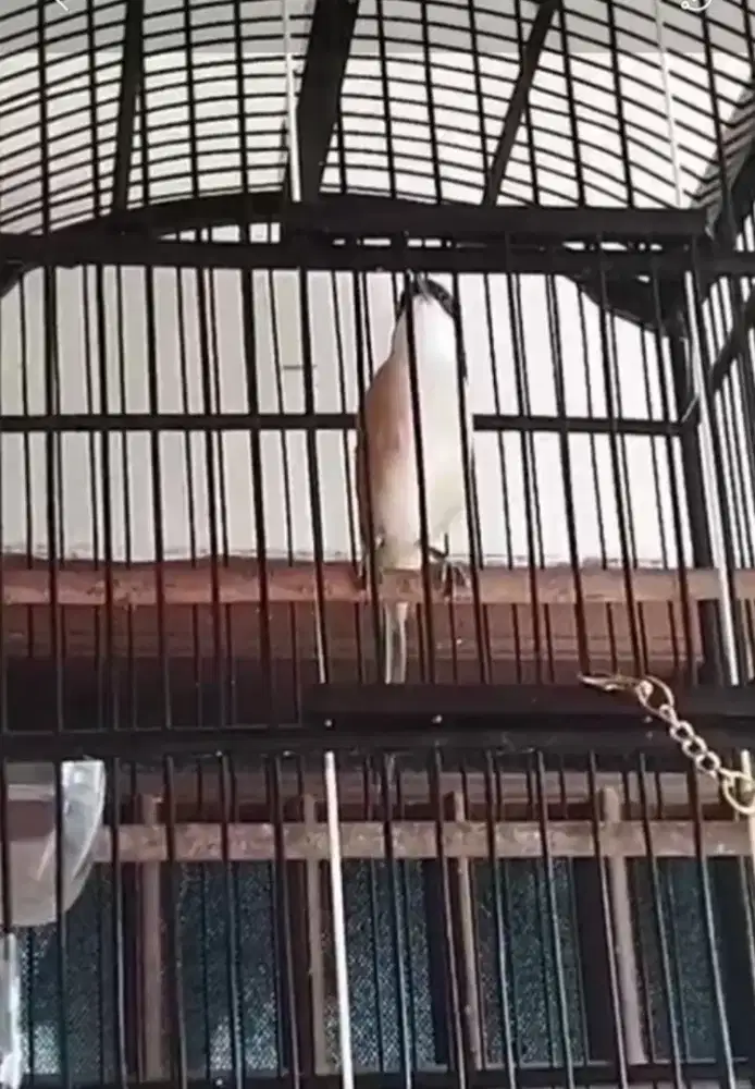 PENTET PILIS JUAL FULSET