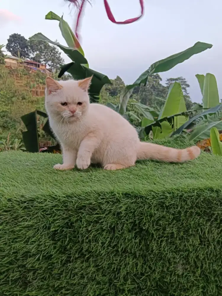 Kucing BSH british shorthair scottish munchkin mainecoon exo ragdol