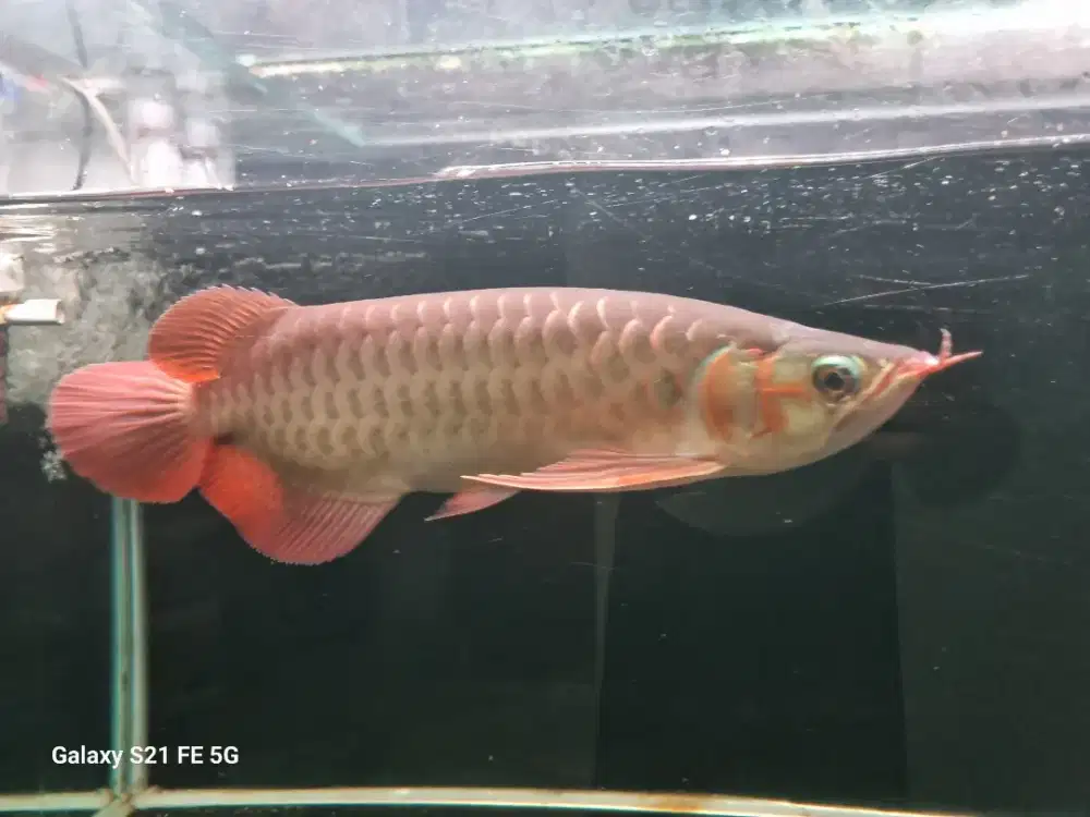 Arwana super red bahan cakep , rawatan udah 2 tahun ,