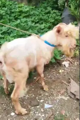 kambing mini hias jantan 1,5 thn nigerian dwarf TB 45cm pendek kerdil