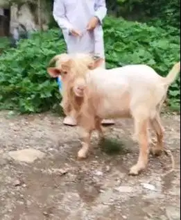 kambing mini hias 1,5 thn nigerian dwarf jantan TB 45cm koleksian unik