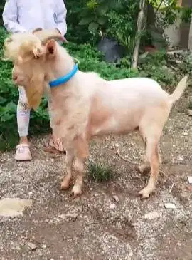 kambing mini hias 1,5 thn nigerian dwarf jantan TB 45cm koleksian unik