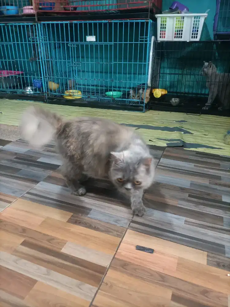 Betina pltnose indukan