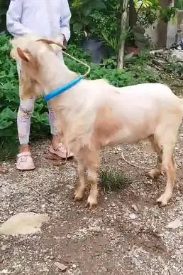 kambing hias mini 1,5 thn nigerian dwarf TB 45cm koleksian exotik unik