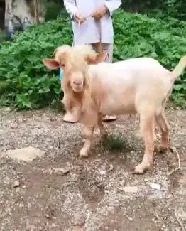 kambing hias mini 1,5 thn nigerian dwarf TB 45cm koleksian exotik unik