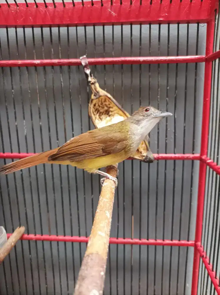 Cucak jenggot priyangan