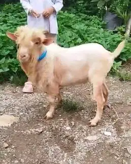 kambing mini hias nigerian dwarf TB 45cm 1,5 thn siap koleksian exotik