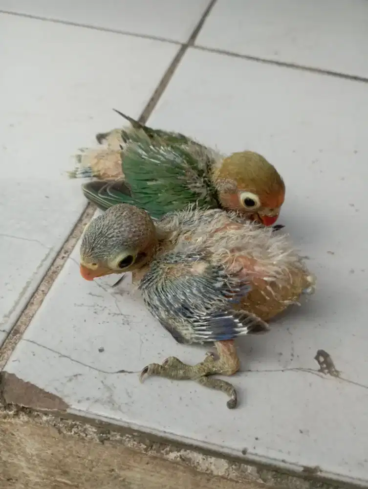 Burung lovebird Lolohan violet x josan