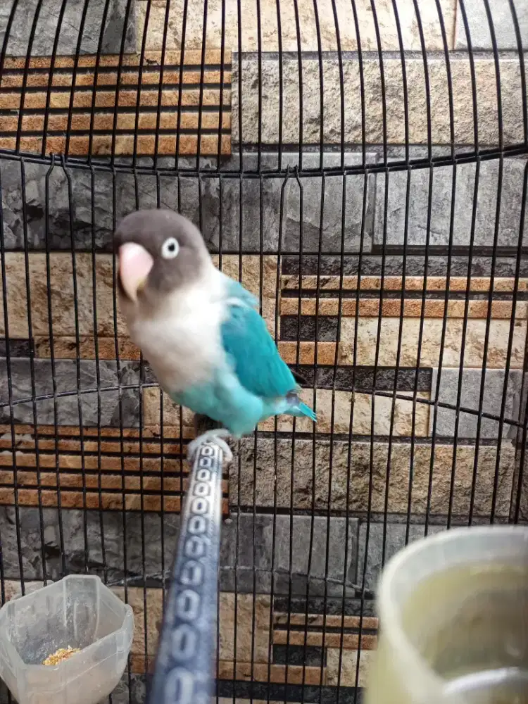 Lovebird cobal perso betina