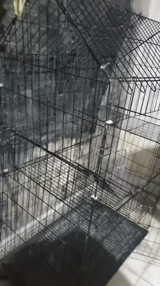 Jual cepat kandang kucing