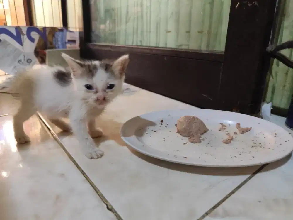 Anggora turkies vs kampoeng