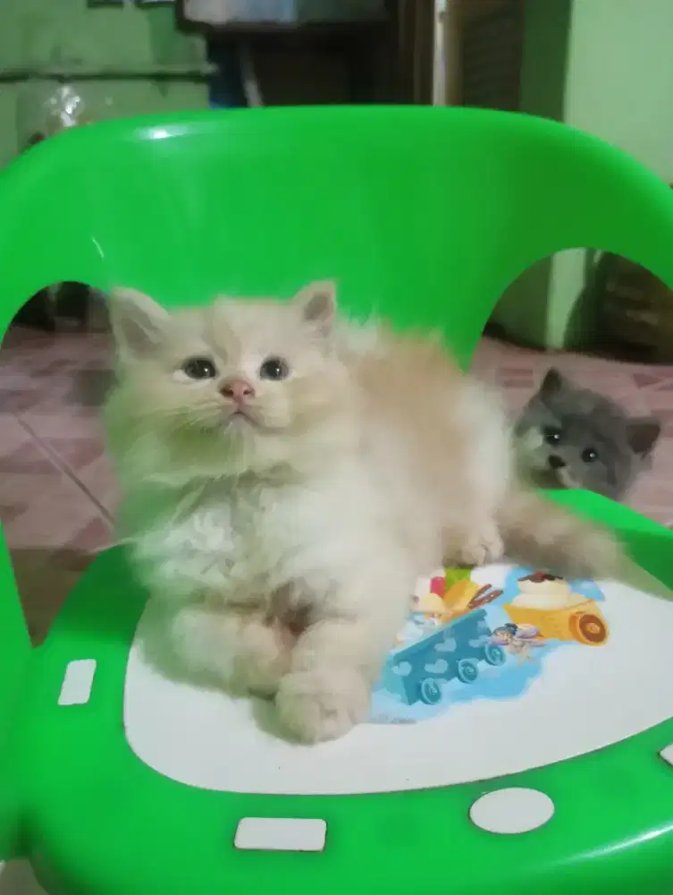 Kucing Persia longhair