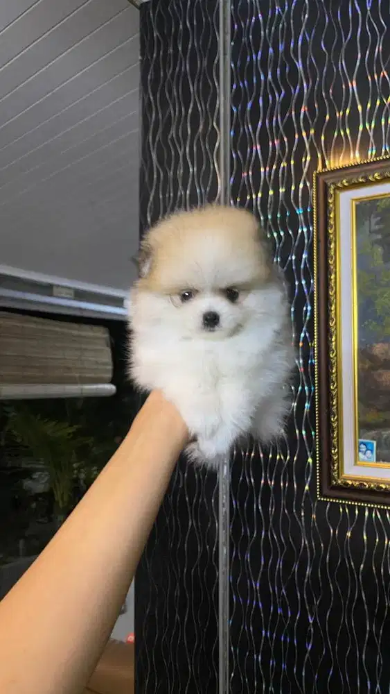 Superminipom Party color Betina