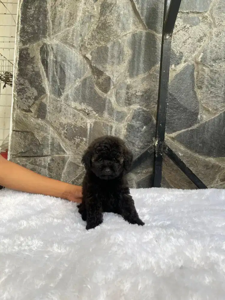 Black poodle betina
