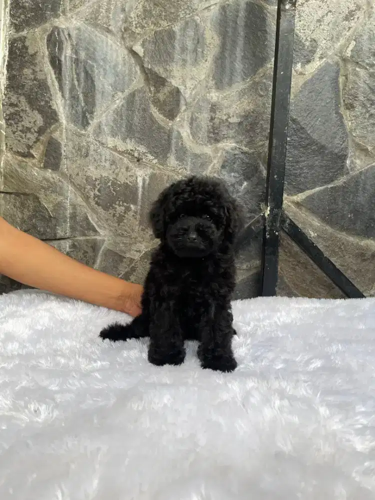 Black poodle betina