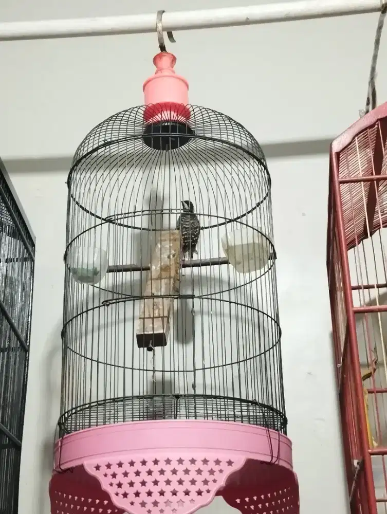 murai batu mastera  pelatuk beras