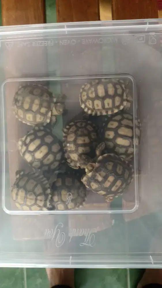 Kura sulcata partai Surabaya