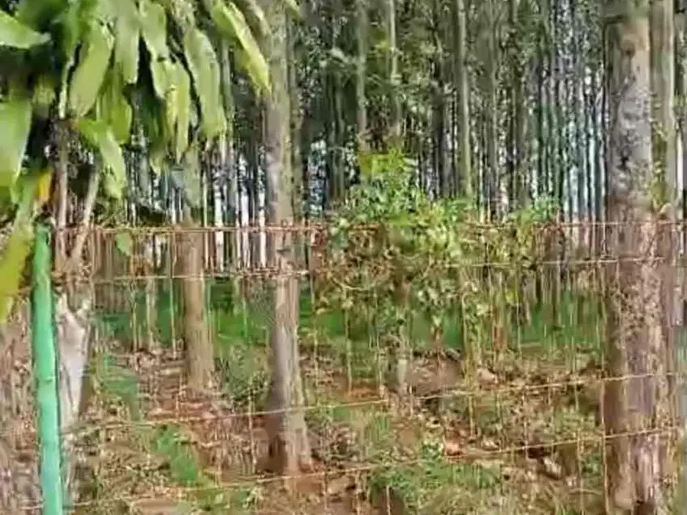 for sale tanah darat sudah ada pohon jadi berusia 15 tahun