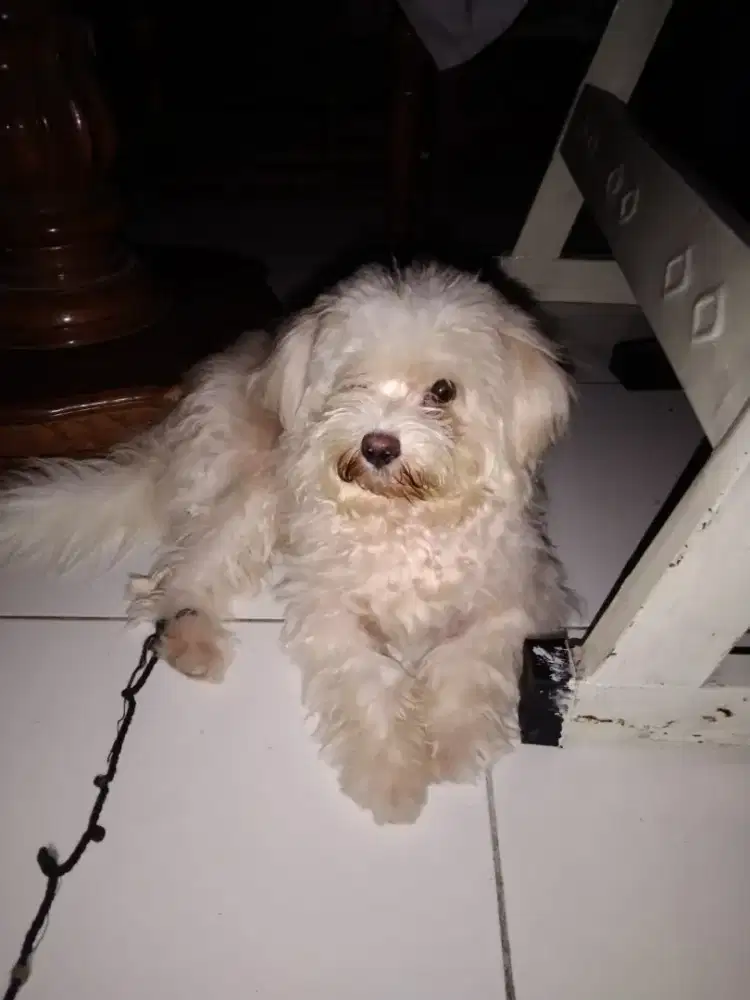 Jual anjing poodle mix