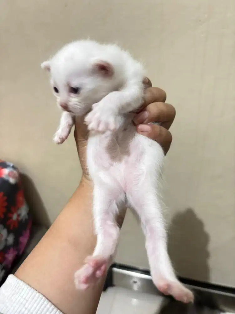 BSH MUNCHKIN X PERSIA JANTAN