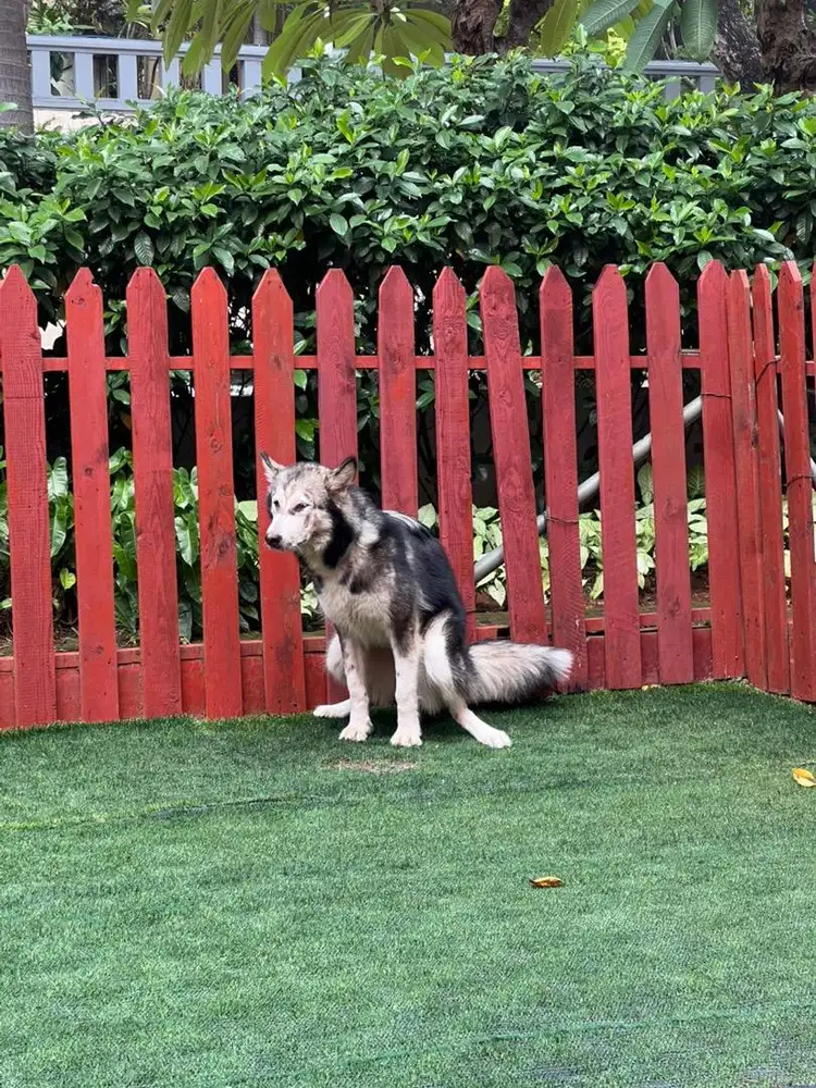 Lowongan : Serabutan termasuk merawat anjing