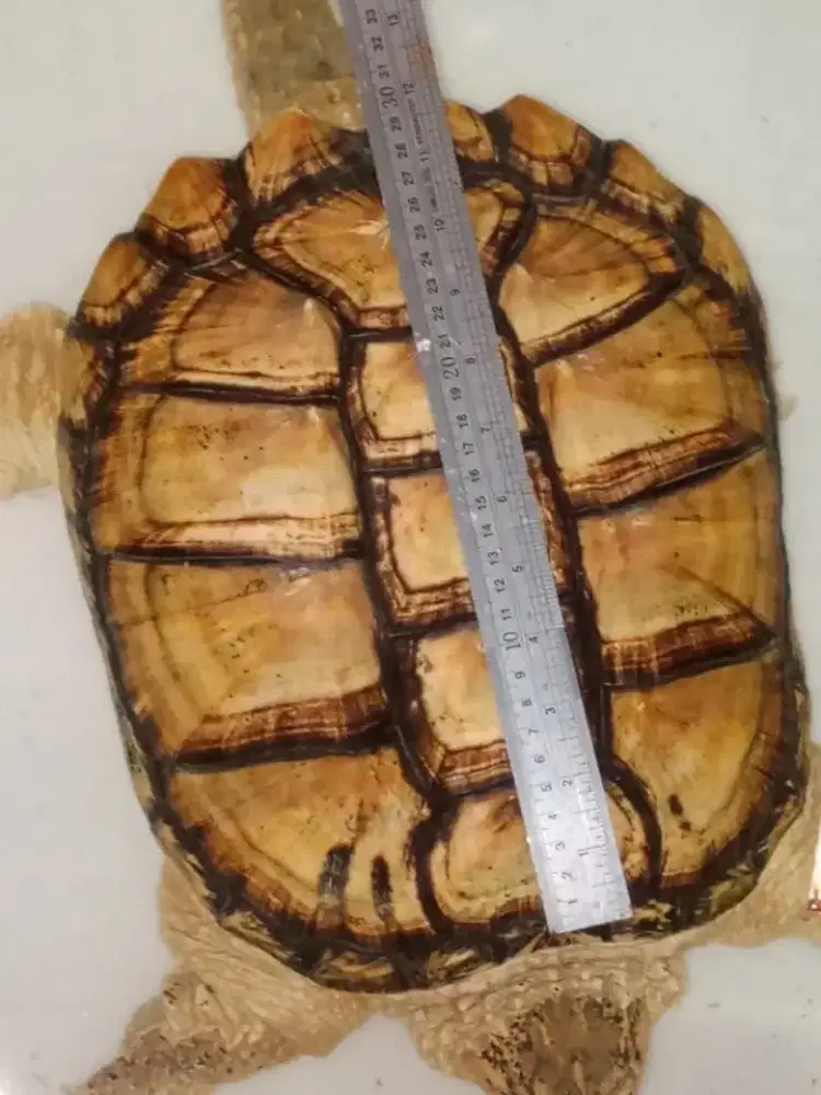 KURA KURA AIR CST JUMBO SEPASANG