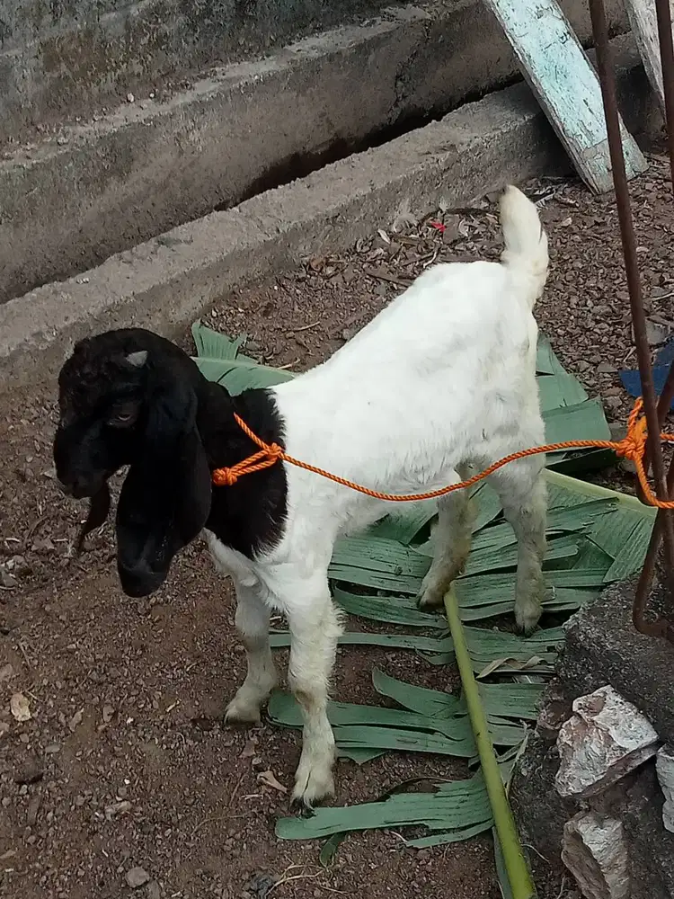 Jual kambing betina dara