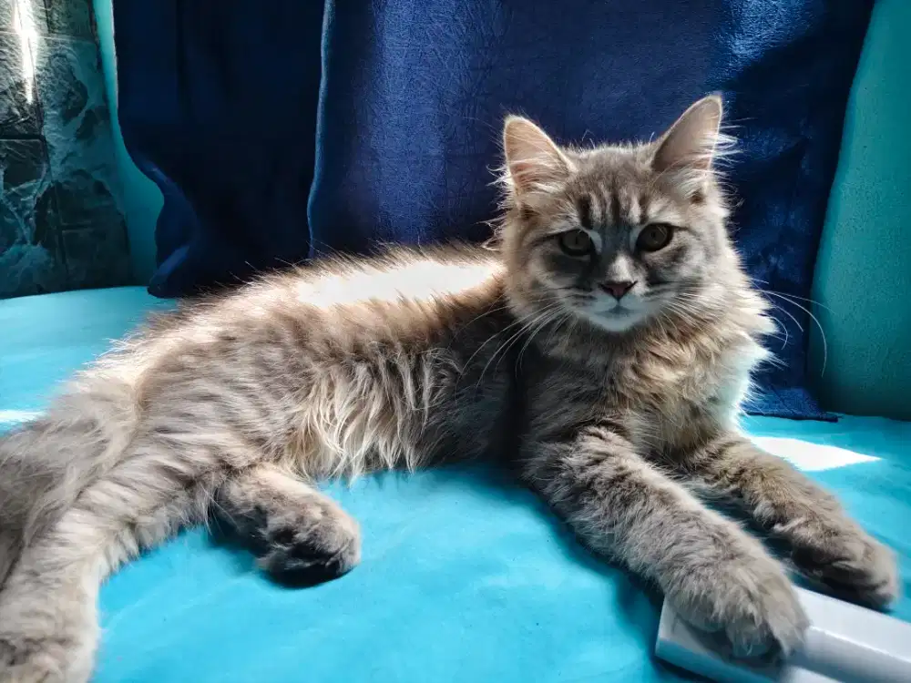 Jual kucing Persia 5 bln