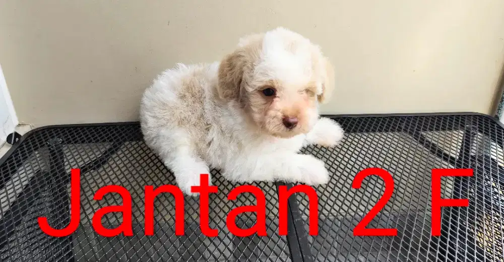 Poodle murah dob 26.09.2025