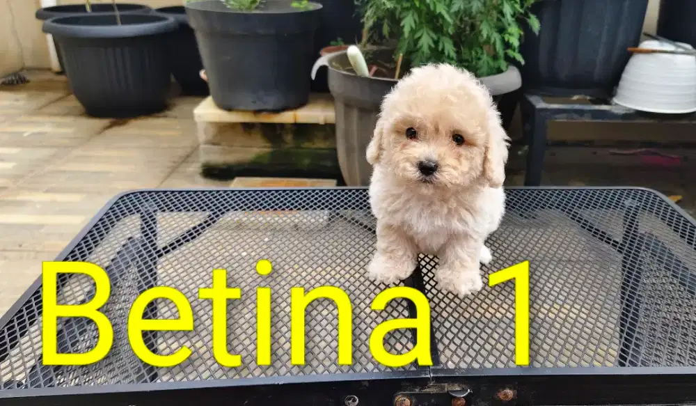 Poodle betina murah