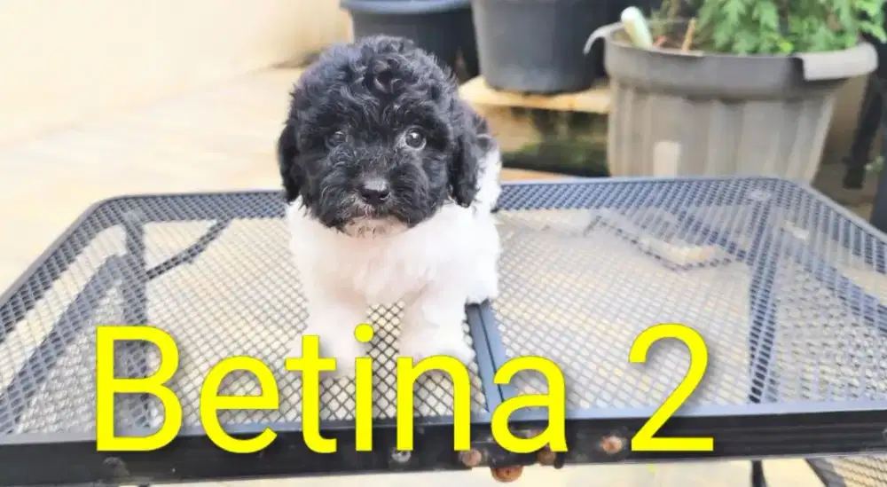 Poodle murah dob 29.09.2025