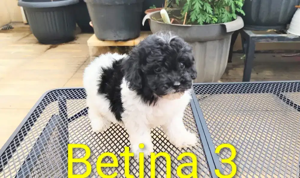 Poodle murah dob 29.09.2025