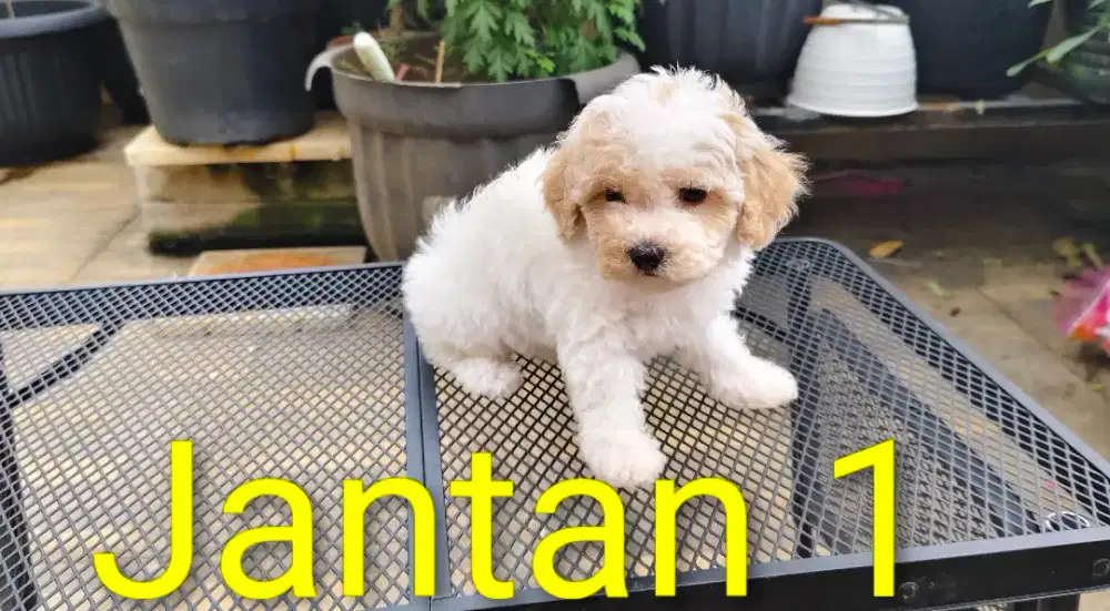 Poodle jantan murah