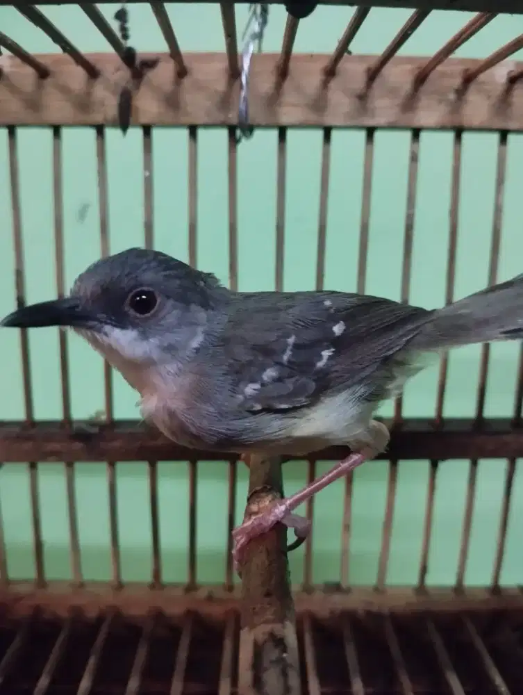 Ciblek semi masteran