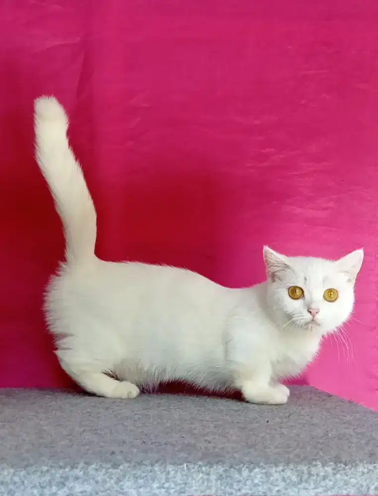 Munchkin BSH white solid