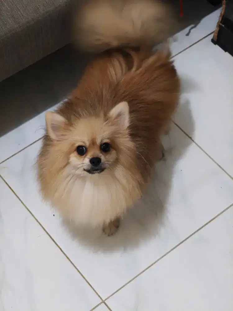 Anjing Mini Pomeranian