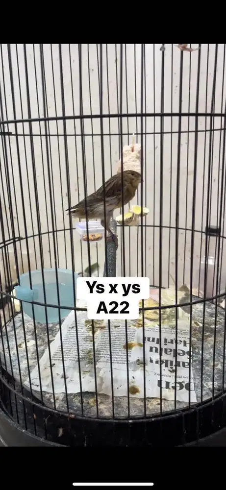 Yang mau kenari seri yorkshire rasmi dll silahkan