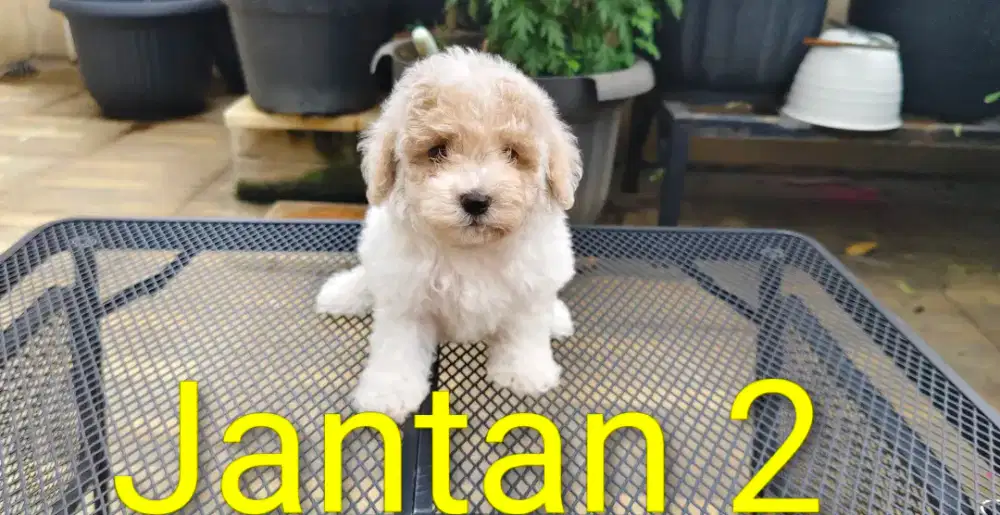 Poodle jantan murah