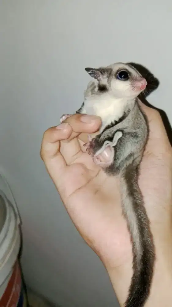 Sugar Glider Grey Jantan