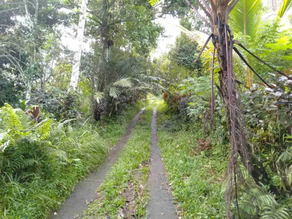 jual tanah murah di dwaa blimbing pupuan tabanan.lt 4 hektar harga 15 jt/ are