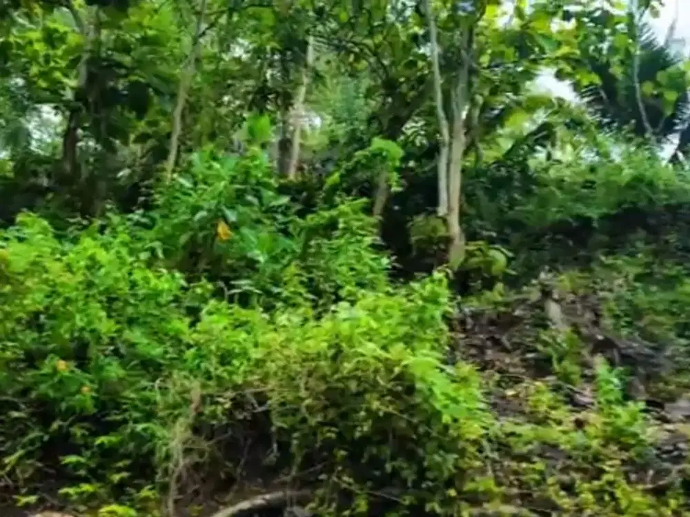 Murah, Tanah Pekarangan