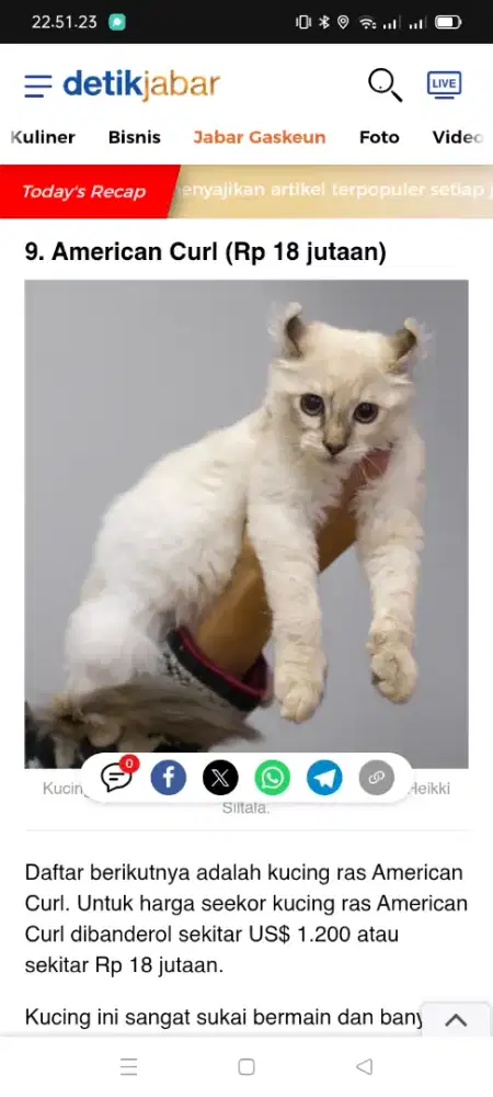 kucing American curl