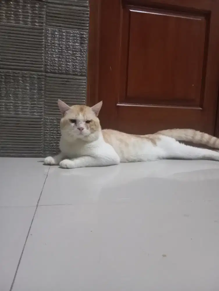 Kucing British Shorthair mix mainecoon