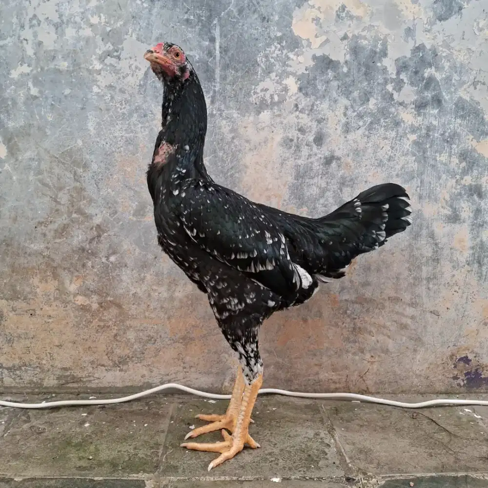 betina bangkok X pakhoy